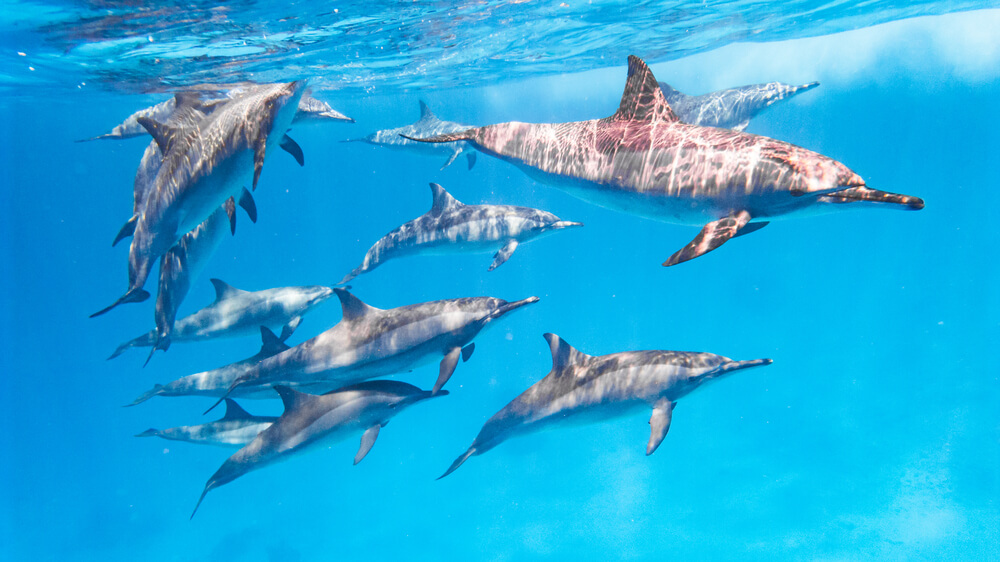 Dolphins in The Red Sea - Marsa Alam