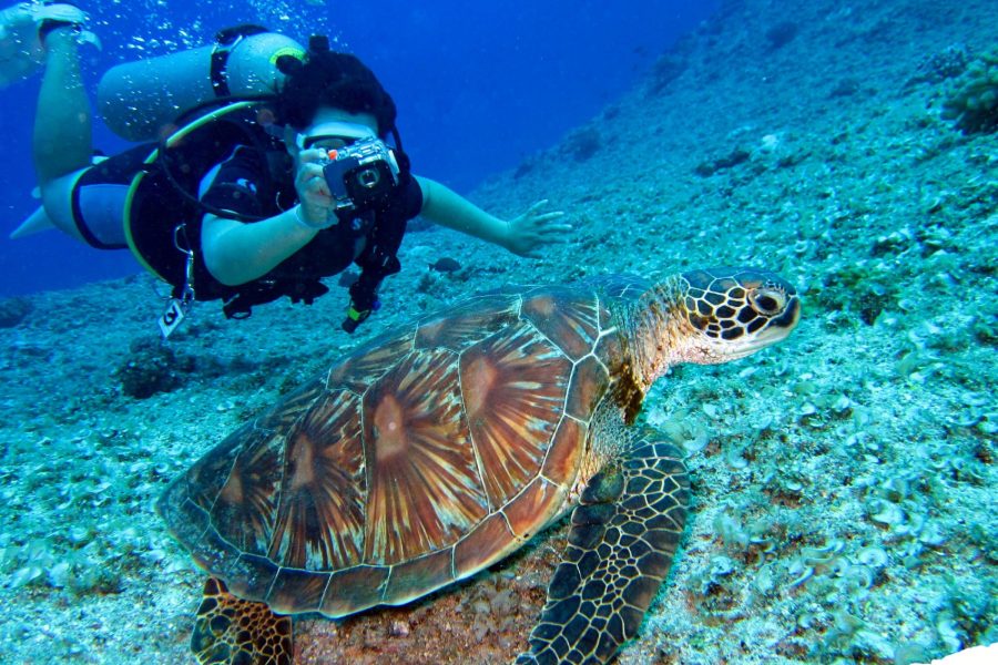 Hurghada: Daily Red Sea Dive